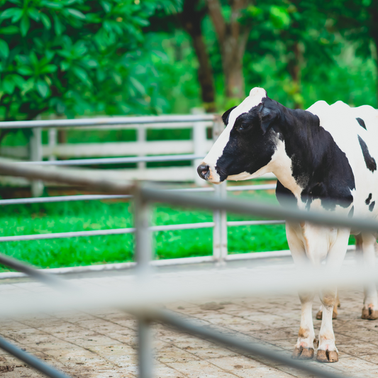 SIA “LARTA 1” projektē un komplektē zemu izmaksu mūsdienīgu piena telpu aprīkojumu