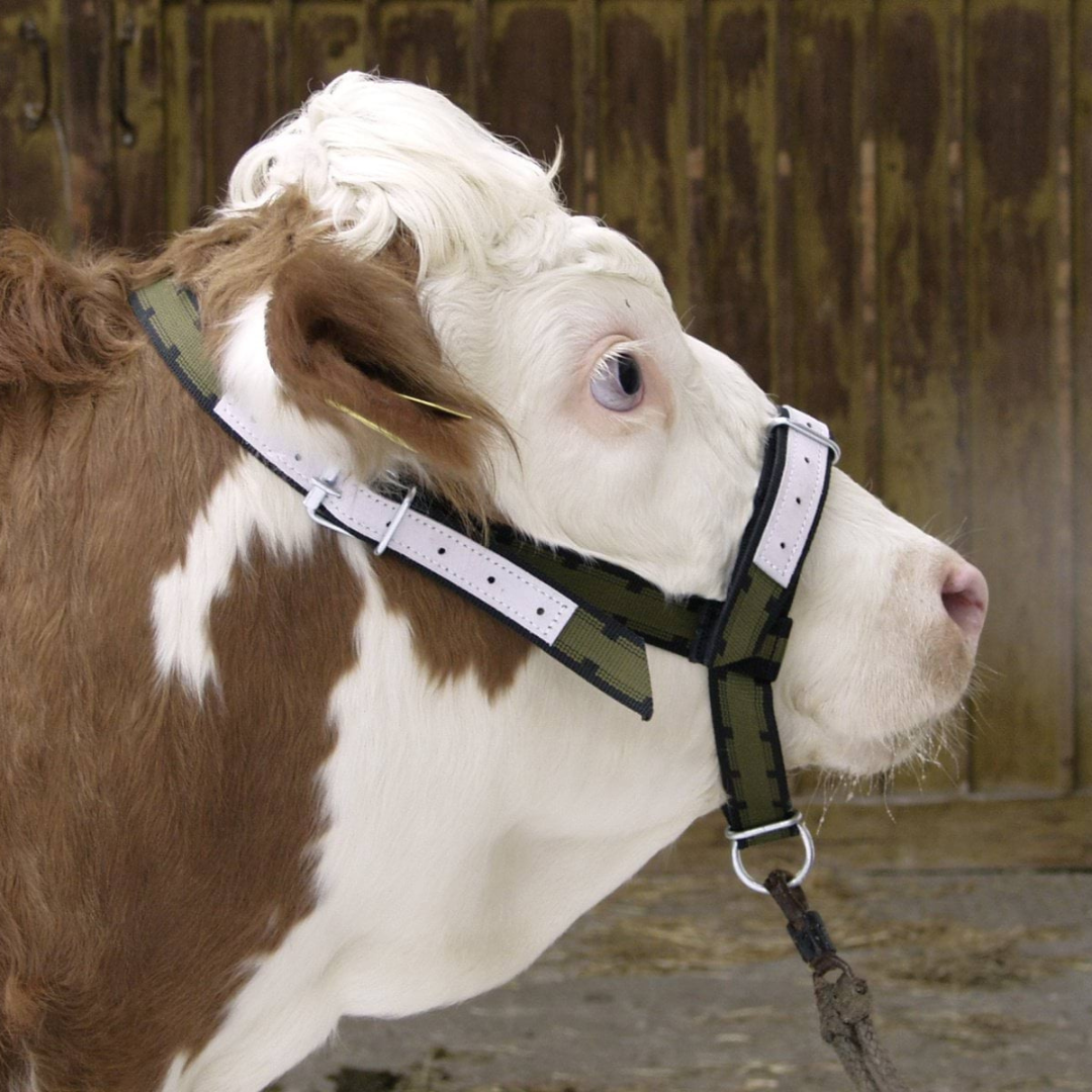 Apauši liellopiem un jaunlopiem