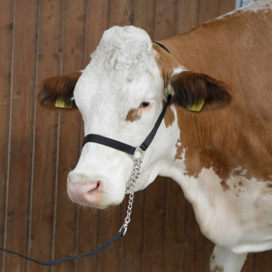 Apauši liellopiem ar integrētu pavadu un āķi, neilona