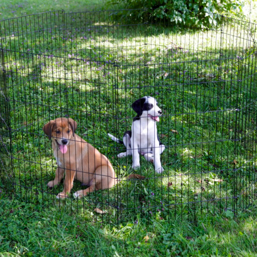 Āra būris trušiem un citiem mazajiem dzīvniekiem, 143 cm