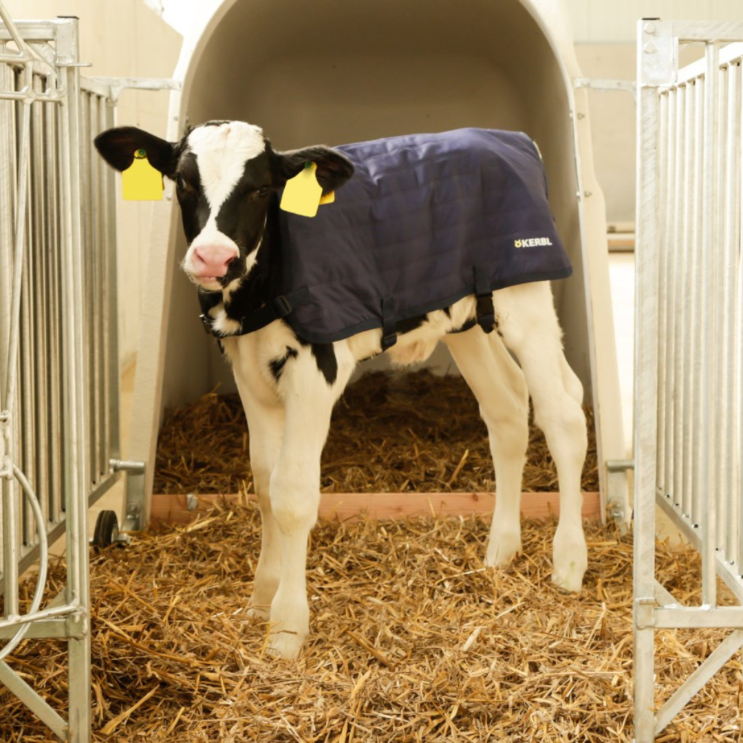 Sega teļiem EasyWear, 80 cm