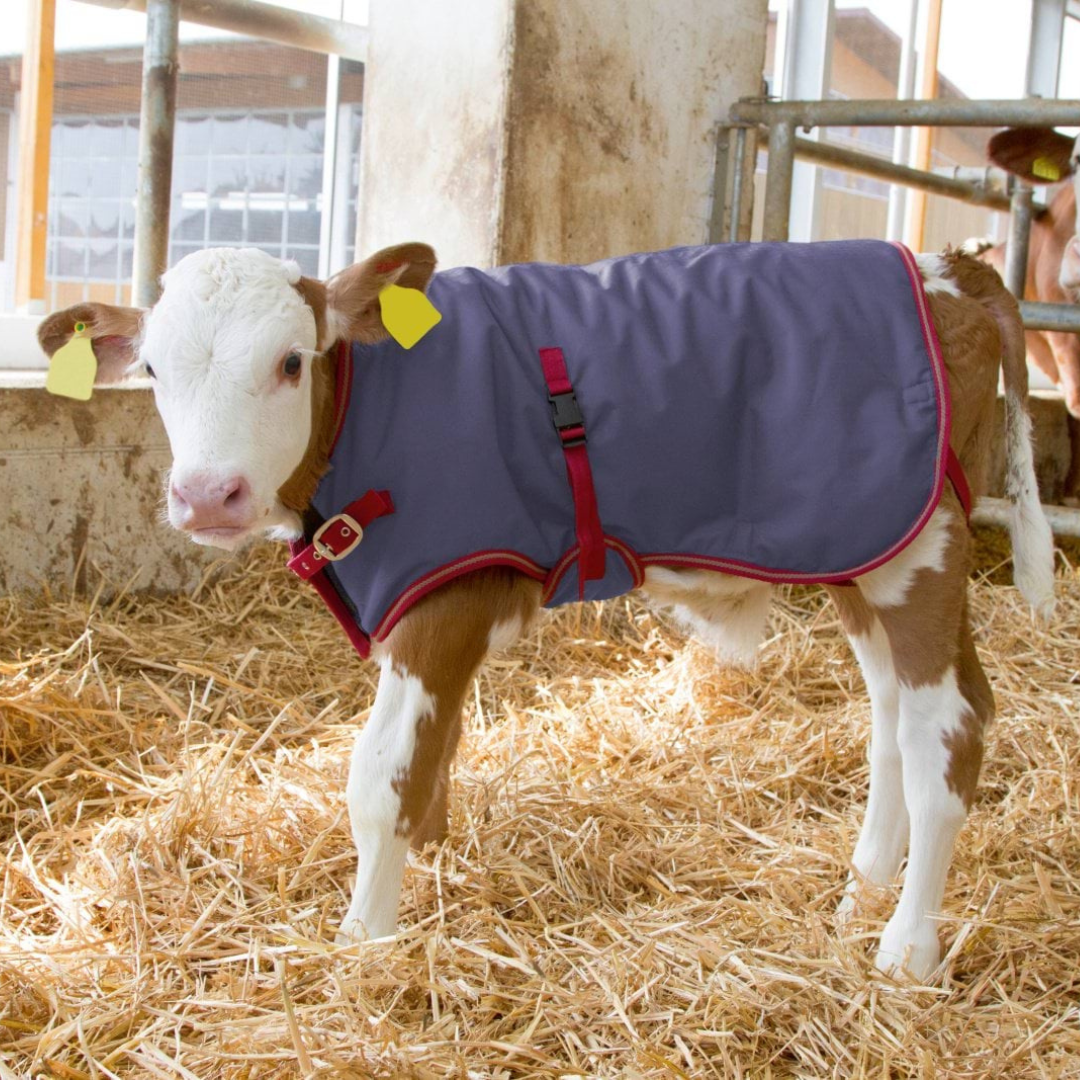 Sega teļiem ThermoPlus, 80 cm