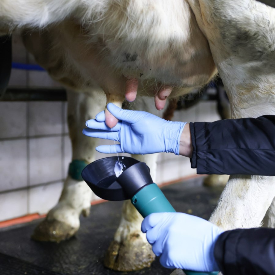 Tauks piena testēšanai