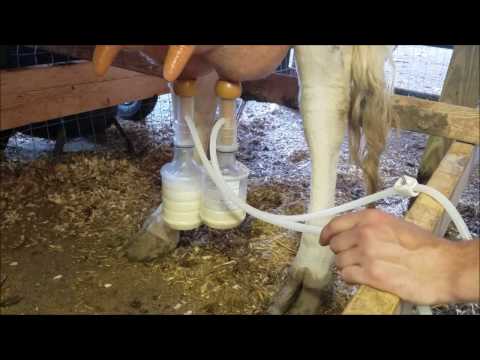 Piena atslaucējs govīm Udderly EZ™