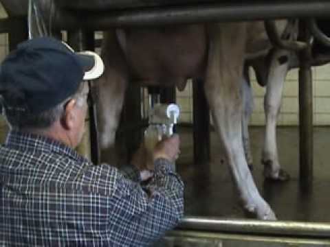 Piena atslaucējs govīm Udderly EZ™