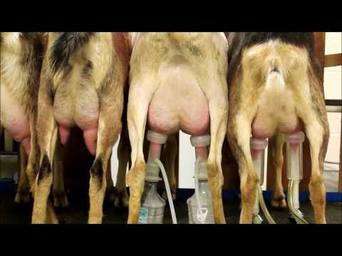 Piena atslaucējs kazām Udderly EZ™