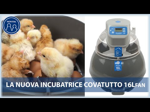 Olu inkubators Covatutto 16L FAN