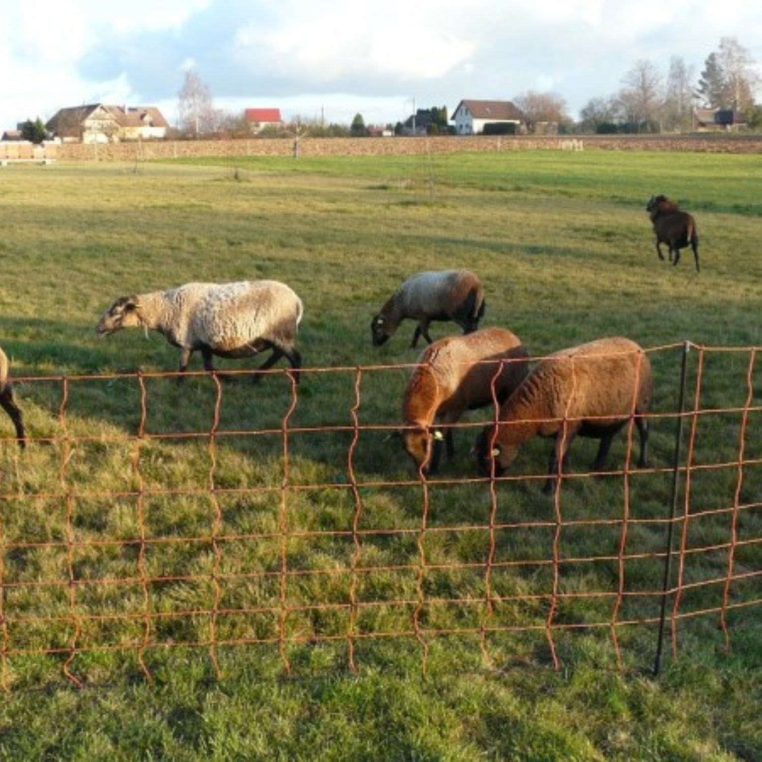 Elektriskā gana siets aitām, 90cm/50m